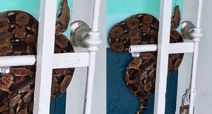 VIDEO | Boa Constrictor sorprende a habitantes de fraccionamiento en Veracruz