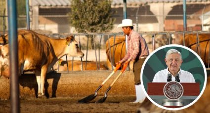 Exponen a AMLO competencia desleal extranjera contra ganaderos de Veracruz