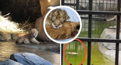 ¿Murió ahogado cachorro de león en Orizaba? Esto dicen autoridades