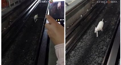 Metro CDMX: Perrito se mete a las vías y causa retrasos en la Línea 3