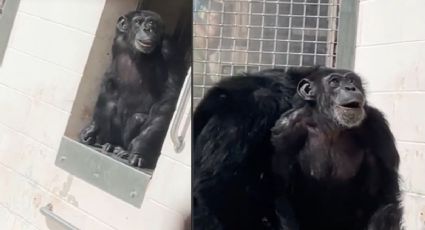 Chimpancé de laboratorio es liberado en santuario y así reaccionó al ver el cielo