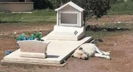 VIDEO | Igual que Hachiko, perrito no se separa de la tumba de su dueño