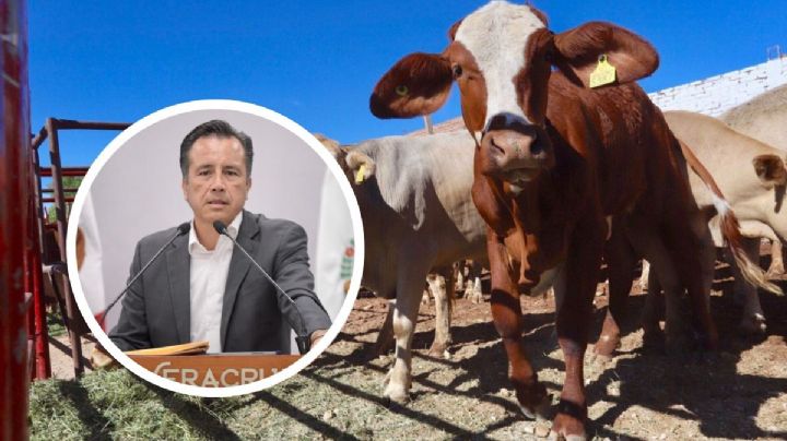SENASICA  "anida la corrupción" de ganadería en Veracruz: Cuitláhuac