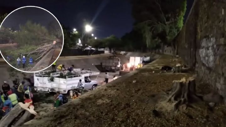 Presentan amparo para evitar más tala de árboles en el Malecón del Río