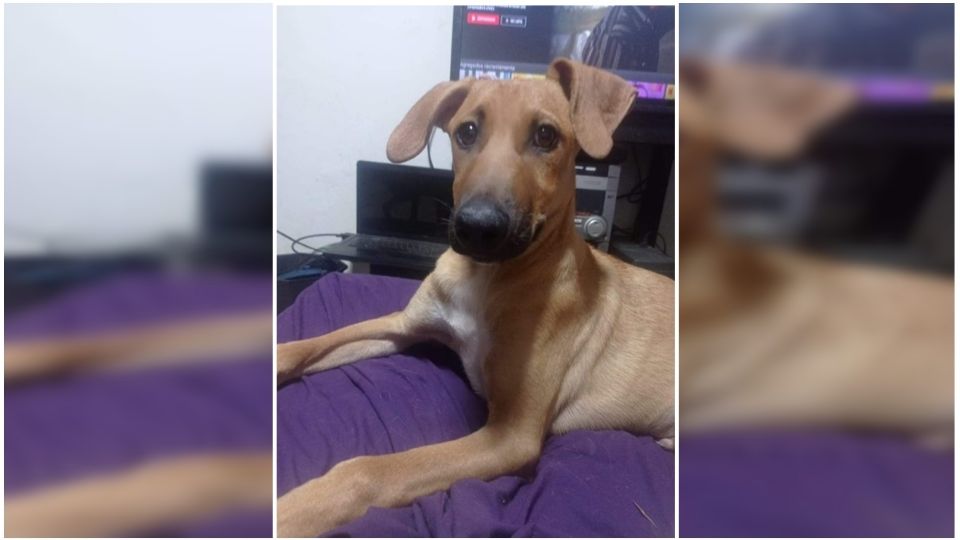 El maltrato animal continua y ahora se da a conocer el caso de Kokoro, un perrito de 7 meses.