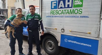 La ambulancia para mascotas que da atención gratuita en la CDMX