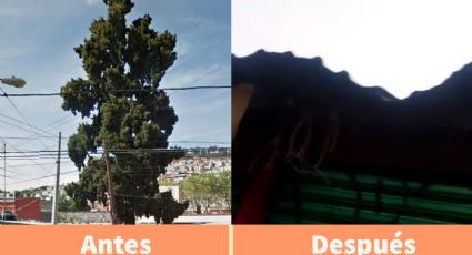 Tiran emblemático árbol en mercado de Pachuca; tenía más de 50 años