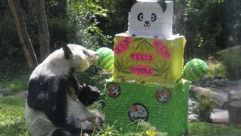 Xin Xin, panda gigante de Chapultepec cumplió 33 años, así fue la celebración