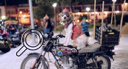 Buscan a perrito biker perdido tras accidente en Córdoba, Veracruz