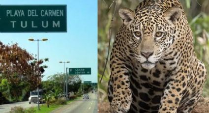 VIDEO | Atropellan a jaguar en Playa del Carmen; está en peligro de extinción