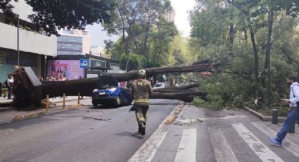Cierre total en Insurgentes por caída de árbol, hay un vehículo aplastado