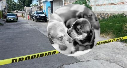 Encuentran 3 perritos asesinados y embolsados en calles de Xalapa