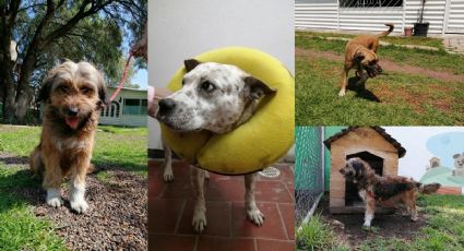 ¡Adopta un amigo!: Perros rescatados del Metro buscan casa