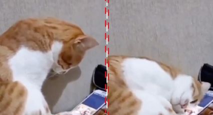 Gato ve video de su dueño fallecido; su reacción te hará llorar
