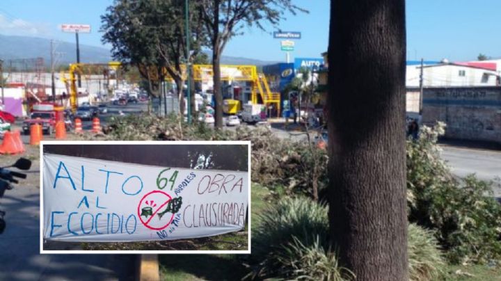 Tala de árboles Xalapa: 8 claves sobre conflicto por puente vehicular