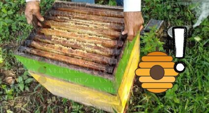 Tala clandestina y cambio climático provocan muerte de abejas en el Totonacapan