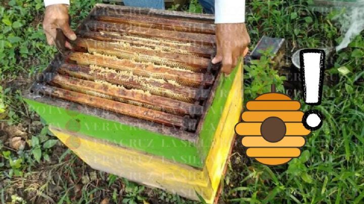 Tala clandestina y cambio climático provocan muerte de abejas en el Totonacapan
