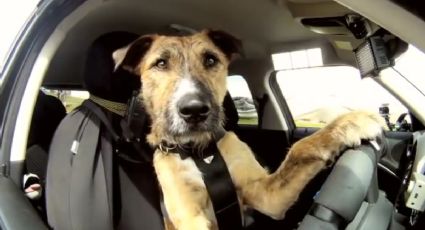 Conductor ebrio cambia de asiento con su perro para no ser arrestado