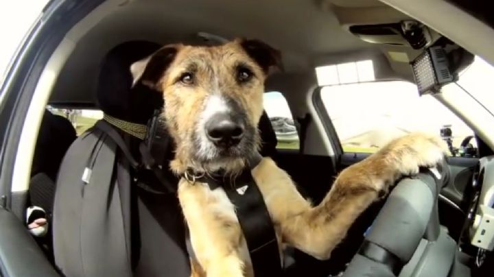 Conductor ebrio cambia de asiento con su perro para no ser arrestado