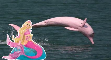VIDEO: Delfines color Barbie aparecen en el Golfo de México