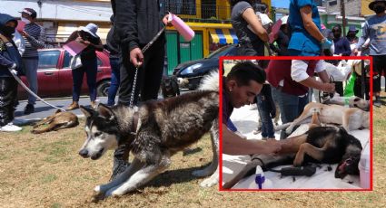 León es primer lugar nacional en esterilización de mascotas