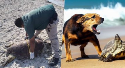 Perros salvajes atacan a tortugas mientras desovaban en playas de Yucatán