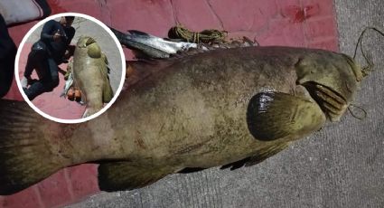 En Coatzacoalcos, capturan enorme pez Cherna de 80 kilos