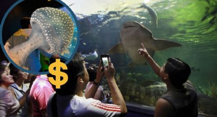 Estos son los horarios del Aquarium de Veracruz en vacaciones de verano