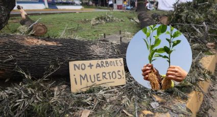 ¿Dónde se sembrarán árboles para remediar tala en avenida Lázaro Cárdenas de Xalapa?