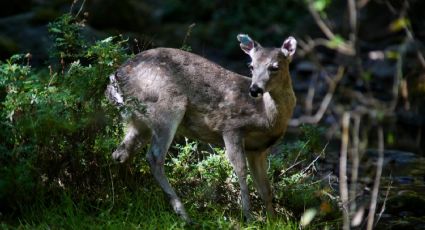 A pedradas matan a venado cola blanca en León