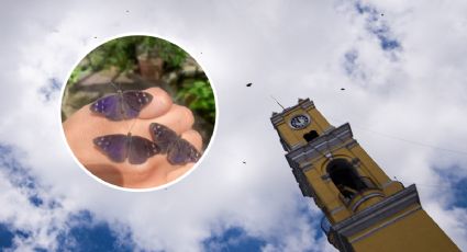 Video | Migración de mariposa Eunica Monima cautiva a Xalapa, Veracruz