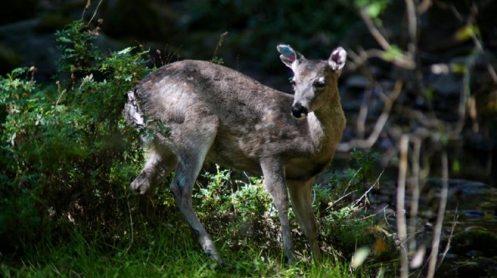 A pedradas matan a venado cola blanca en León