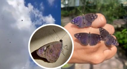 Mariposas 'eunica monima' inundan Xalapa: Aquí 4 datos que no sabías de ellas