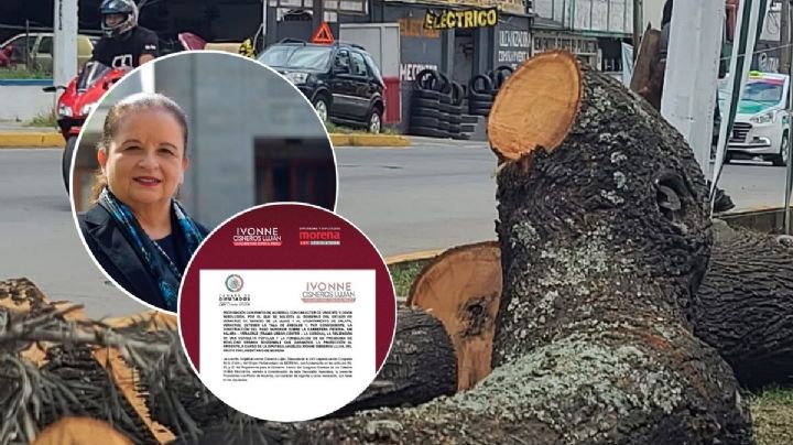 Diputada federal de Morena va contra Cuitláhuac por tala de árboles en Xalapa
