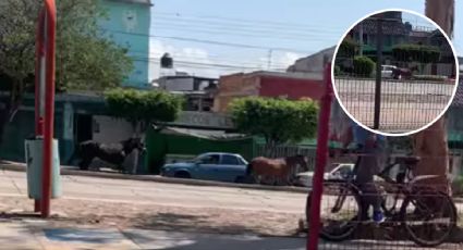 VIDEO | ¡Arre en San Juan Bosco!, captan a 2 caballos corriendo sueltos