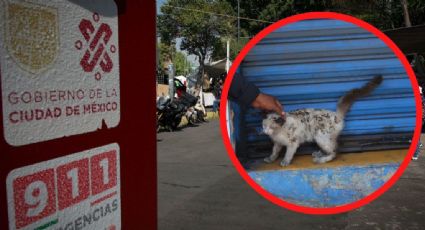 Bomberos rescatan a gato atrapado entre dos paredes en Azcapotzalco
