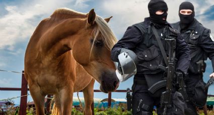 Rescatan a 10 caballos en estado de desnutrición en Tula