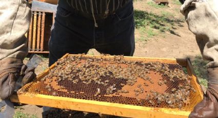 Hay gente que mata a las abejas, nosotros les damos un hogar: apicultor