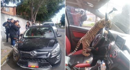 Detienen a hombre con tigre de bengala en automóvil