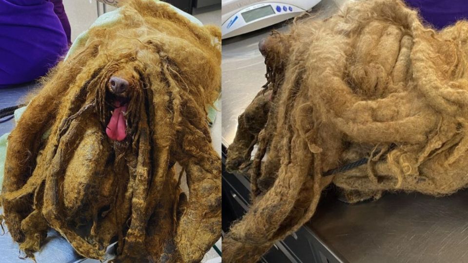 Así se ve el perrito que fue rescatado luego de cargar 3 kilos de pelo sobre su cuerpo.