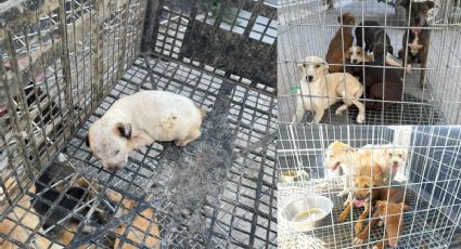 Criadero clandestino tenía 65 perros Pitbull; dueño recibe una multa de más de un millón de pesos