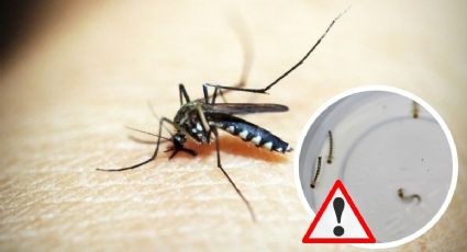 Aumentan casos de dengue en Veracruz; este es el último reporte 2023