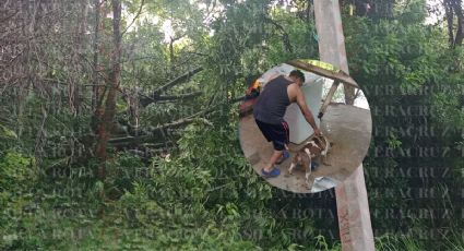 Caída de árbol deja varios perros atrapados, tras lluvias en Papantla
