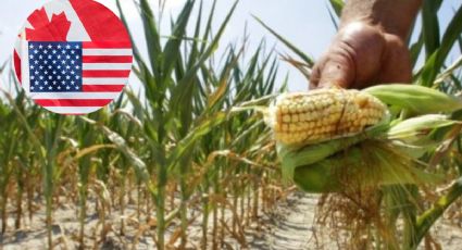 Canadá le hace segunda a EU en panel para resolver disputa sobre maíz transgénico con México