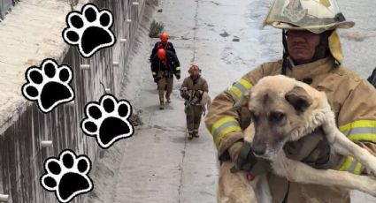 Así fue el rescate de un perrito que cayó al Río de las Avenidas en Pachuca | VIDEO