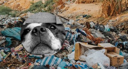 ¿Qué se sabe del hallazgo de perros muertos en basurero clandestino cercano a Xalapa?
