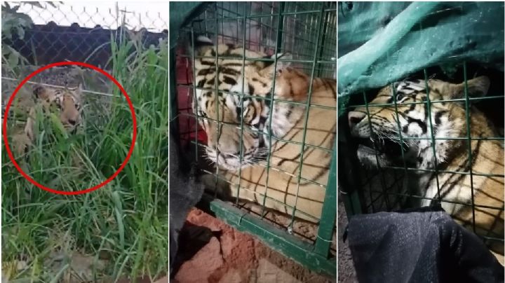 VIDEO: Capturan a tigre de bengala que se paseaba por calles de Tlaquepaque