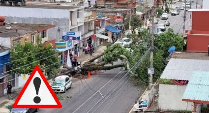 Cae árbol gigante en avenida Mártires 28 de Agosto de Xalapa; esto se sabe
