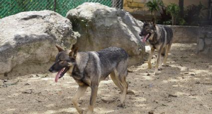 Par de perros lobos, nuevos inquilinos de la Reserva Río Orizaba