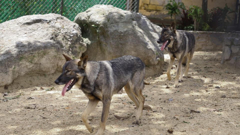 Animales en la Reserva río Orizaba